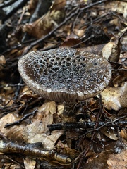 Amanita nigrescens