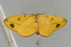 Omiza miliaria