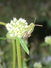 Agapostemon poeyi