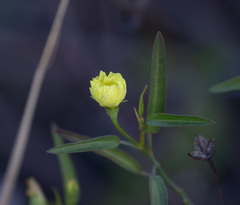 Cienfuegosia yucatanensis