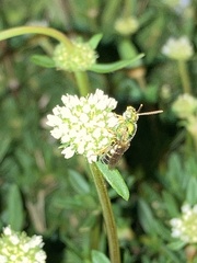 Agapostemon poeyi
