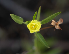 Cienfuegosia yucatanensis
