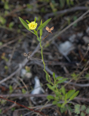 Cienfuegosia yucatanensis