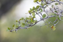 Terminalia molinetii