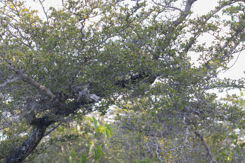Terminalia molinetii, photograph 3