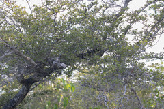 Terminalia molinetii