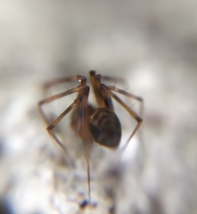 Lepthyphantes leprosus