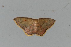 Pseudhyria rubra