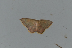 Pseudhyria rubra