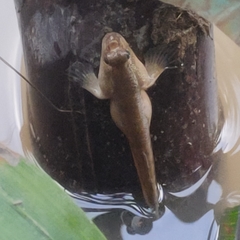 Periophthalmodon septemradiatus