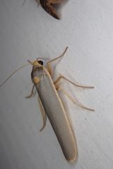Sozusa scutellata
