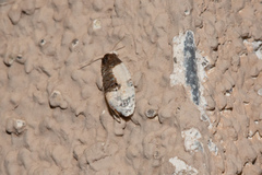 Henricus edwardsiana