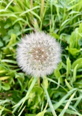 Taraxacum