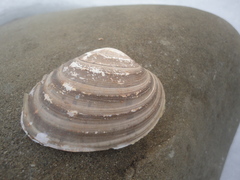 Ezocallista brevisiphonata