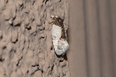 Henricus edwardsiana