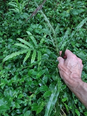 Pteris cretica