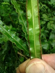 Pteris cretica