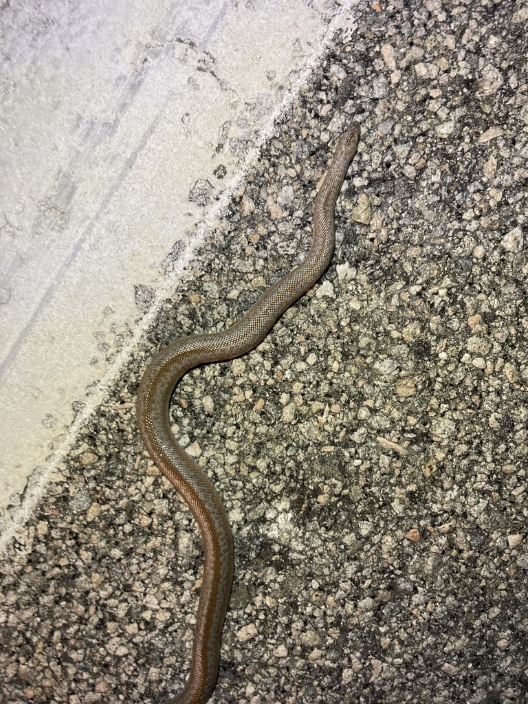 Coastal Rosy Boa from San Diego County, CA, USA on April 18, 2022 by