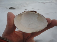 Ezocallista brevisiphonata