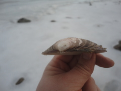 Ezocallista brevisiphonata