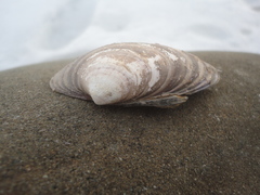 Ezocallista brevisiphonata