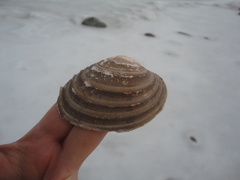 Ezocallista brevisiphonata