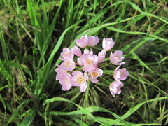 Allium roseum