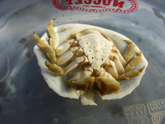 Cryptolithodes sitchensis