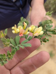 Acmispon grandiflorus