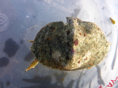 Cryptolithodes sitchensis