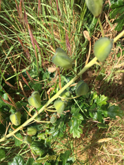 Camassia leichtlinii