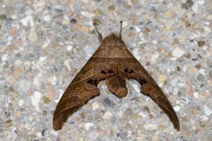 Marumba spectabilis