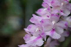 Aerides