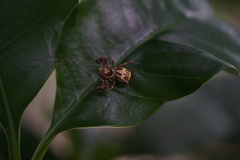 Salticidae