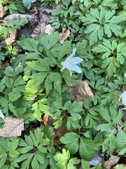 Anemonoides nemorosa