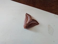 Drepanogynis legraini