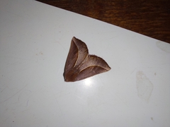 Drepanogynis legraini