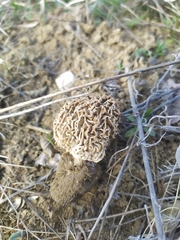 Morchella steppicola