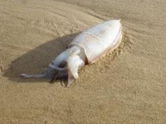 Sepia plangon