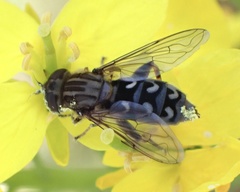 Anasimyia transfuga