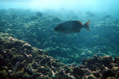 Kyphosus hawaiiensis