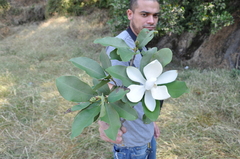 Magnolia pugana