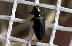 Aphanisticus cochinchinae