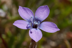 Gilia tenuiflora