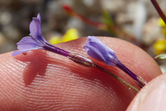 Gilia tenuiflora