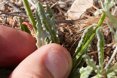 Eriogonum angulosum