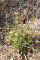 Eriogonum angulosum