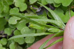 Lasthenia microglossa