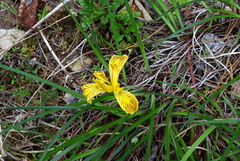 Iris innominata