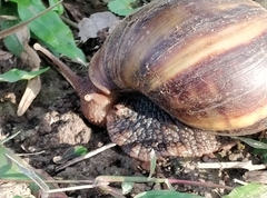 Achatina
